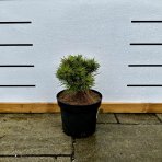 Borovica čierna (Pinus nigra) ´AGNES BREGEON´® - výška 15-20 cm, kont. C2L, ∅15-20 cm